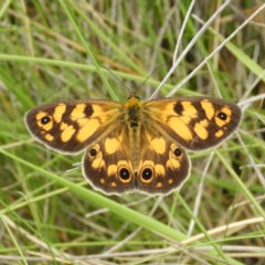 Heteronympha cordace (Bright-eyed Brown) at Booth, ACT - 27 Jan 2019 by MatthewFrawley