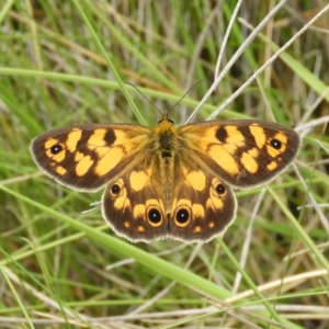 Heteronympha cordace at Booth, ACT - 27 Jan 2019