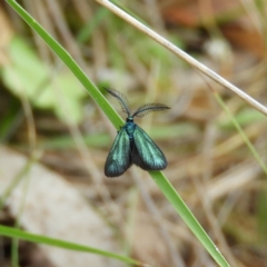 Pollanisus calliceros (A Forester moth (Procidinae)) at Namadgi National Park - 26 Jan 2019 by MatthewFrawley