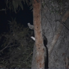 Petauroides volans (Southern Greater Glider) at Buckenbowra, NSW - 23 Jan 2019 by TreeHopper