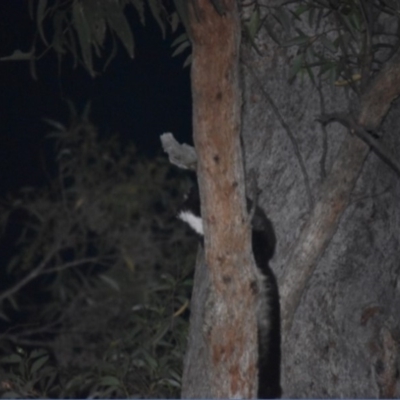 Petauroides volans (Southern Greater Glider) at Buckenbowra State Forest - 23 Jan 2019 by TreeHopper