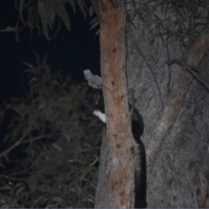 Petauroides volans at Buckenbowra, NSW - 23 Jan 2019