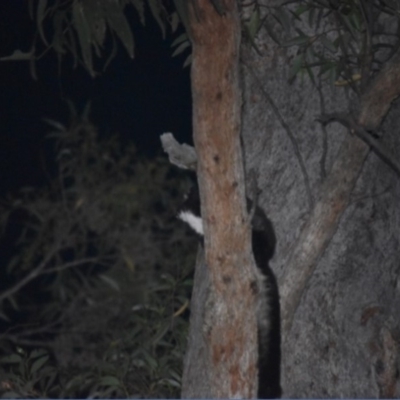 Petauroides volans (Greater Glider) at Buckenbowra State Forest - 23 Jan 2019 by TreeHopper