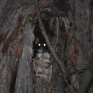 Petauroides volans at Buckenbowra, NSW - 23 Jan 2019