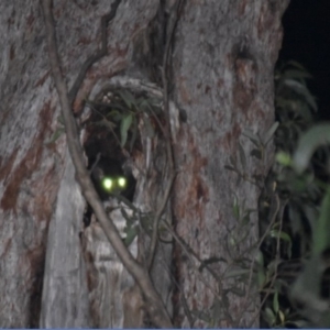 Petauroides volans at Buckenbowra, NSW - 23 Jan 2019 09:14 PM