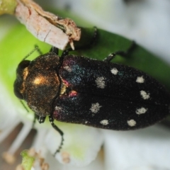 Pachycisseis bicolor (Jewel beetle) at Yadboro, NSW - 26 Jan 2019 by Harrisi