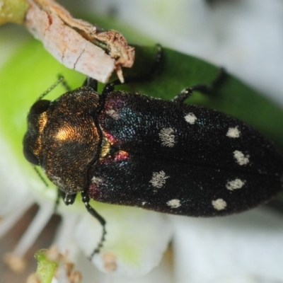 Pachycisseis bicolor (Jewel beetle) at Yadboro, NSW - 26 Jan 2019 by Harrisi