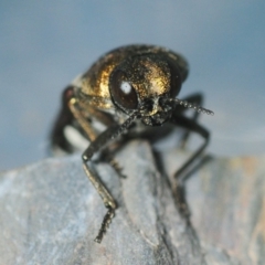 Pachycisseis bicolor at Yadboro, NSW - 26 Jan 2019 01:59 PM