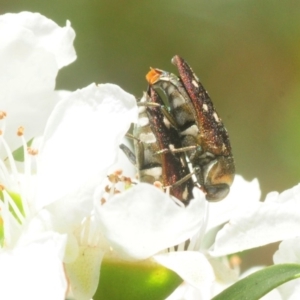 Pachycisseis bicolor at Yadboro, NSW - 26 Jan 2019 01:59 PM