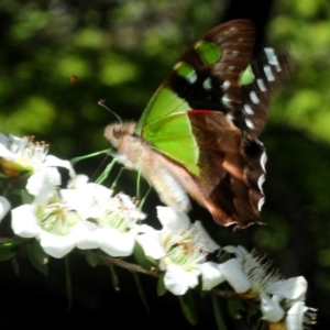 Graphium macleayanum at Monga, NSW - 26 Jan 2019