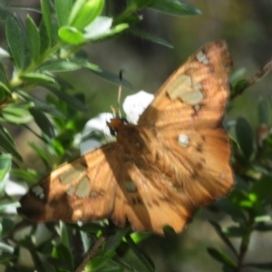 Netrocoryne repanda at Monga National Park - 26 Jan 2019