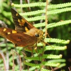 Trapezites symmomus (Splendid Ochre) at Monga National Park - 26 Jan 2019 by Harrisi