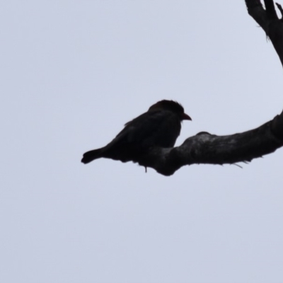 Eurystomus orientalis (Dollarbird) at Buckenbowra State Forest - 27 Jan 2019 by TreeHopper