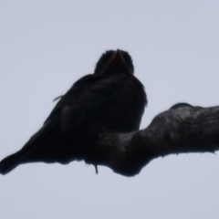 Eurystomus orientalis at Buckenbowra, NSW - 27 Jan 2019