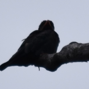 Eurystomus orientalis at Buckenbowra, NSW - 27 Jan 2019