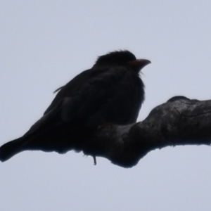 Eurystomus orientalis at Buckenbowra, NSW - 27 Jan 2019 05:40 PM