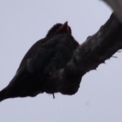 Eurystomus orientalis at Buckenbowra, NSW - 27 Jan 2019 05:40 PM