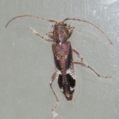 Phacodes personatus (Longhorn beetle) at Conder, ACT - 25 Jan 2019 by michaelb