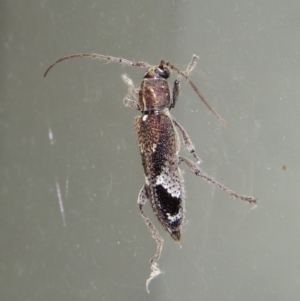 Phacodes personatus at Conder, ACT - 25 Jan 2019