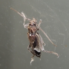 Phacodes personatus at Conder, ACT - 25 Jan 2019 11:58 PM