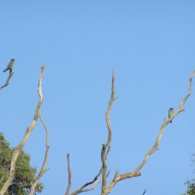 Eurystomus orientalis (Dollarbird) at Yass River, NSW - 28 Jan 2019 by Sue McIntyre