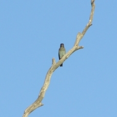 Eurystomus orientalis at Yass River, NSW - 29 Jan 2019 06:35 AM