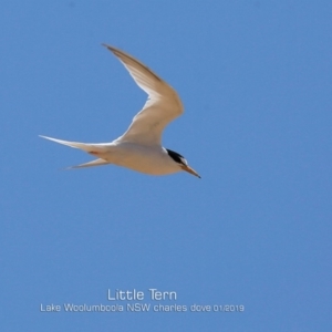 Sternula albifrons at Culburra Beach, NSW - 22 Jan 2019