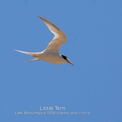 Sternula albifrons (Little Tern) at Jervis Bay National Park - 21 Jan 2019 by CharlesDove