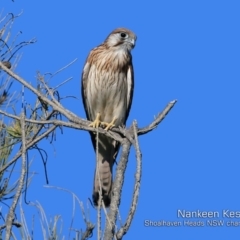 Falco cenchroides (Nankeen Kestrel) at Comerong Island, NSW - 22 Jan 2019 by CharlesDove