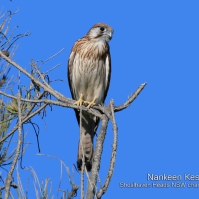 Falco cenchroides (Nankeen Kestrel) at Comerong Island, NSW - 22 Jan 2019 by CharlesDove