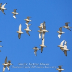 Pluvialis fulva (Pacific Golden-Plover) at Comerong Island, NSW - 21 Jan 2019 by Charles Dove