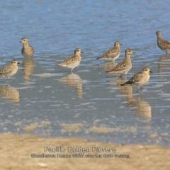 Pluvialis fulva at Comerong Island, NSW - 22 Jan 2019