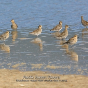 Pluvialis fulva at Comerong Island, NSW - 22 Jan 2019 12:00 AM