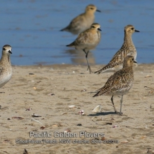 Pluvialis fulva at Comerong Island, NSW - 22 Jan 2019