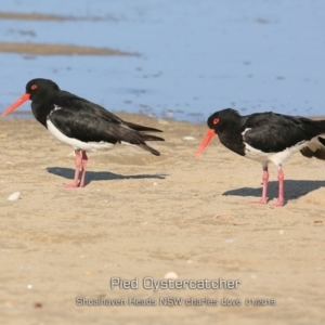 Haematopus longirostris at Comerong Island, NSW - 22 Jan 2019