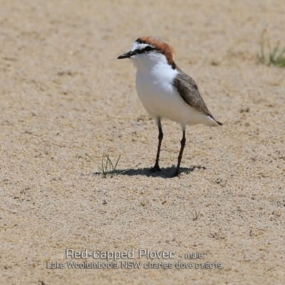 Anarhynchus ruficapillus (Red-capped Plover) at Wollumboola, NSW - 22 Jan 2019 by CharlesDove