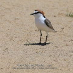 Charadrius ruficapillus (Red-capped Plover) at Jervis Bay National Park - 21 Jan 2019 by CharlesDove