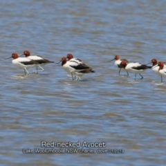 Recurvirostra novaehollandiae (Red-necked Avocet) at Culburra Beach, NSW - 22 Jan 2019 by CharlesDove