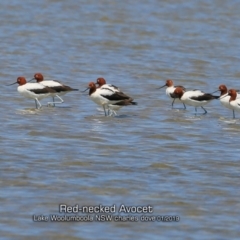 Recurvirostra novaehollandiae (Red-necked Avocet) at Jervis Bay National Park - 21 Jan 2019 by Charles Dove