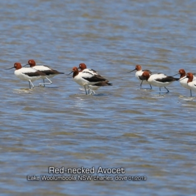 Recurvirostra novaehollandiae (Red-necked Avocet) at Culburra Beach, NSW - 21 Jan 2019 by Charles Dove