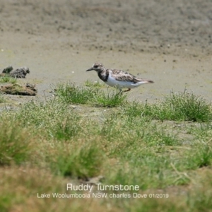 Arenaria interpres at Culburra Beach, NSW - 22 Jan 2019