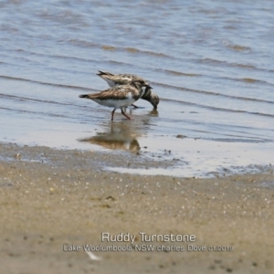 Arenaria interpres at Culburra Beach, NSW - 22 Jan 2019 12:00 AM