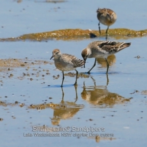 Calidris acuminata at Culburra Beach, NSW - 22 Jan 2019