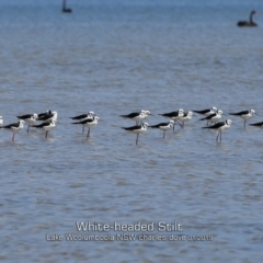 Himantopus leucocephalus (Pied Stilt) at Culburra Beach, NSW - 22 Jan 2019 by CharlesDove