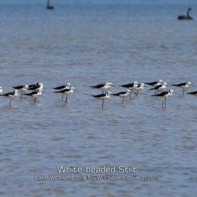 Himantopus leucocephalus (Pied Stilt) at Culburra Beach, NSW - 21 Jan 2019 by Charles Dove