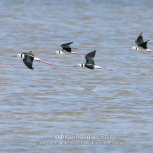 Himantopus leucocephalus at Culburra Beach, NSW - 22 Jan 2019