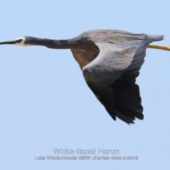 Egretta novaehollandiae (White-faced Heron) at Culburra Beach, NSW - 21 Jan 2019 by Charles Dove