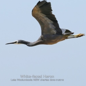 Egretta novaehollandiae at Culburra Beach, NSW - 22 Jan 2019 12:00 AM