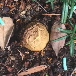 Scleroderma sp. at Hughes, ACT - 28 Jan 2019