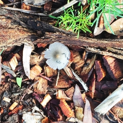 Coprinellus etc. (An Inkcap) at Hughes, ACT - 29 Jan 2019 by ruthkerruish